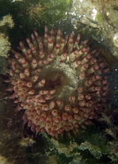 Urticina clandestina
