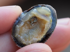 Siphonaria pectinata