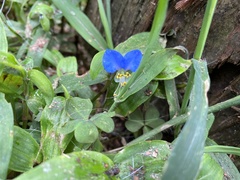 Commelina communis