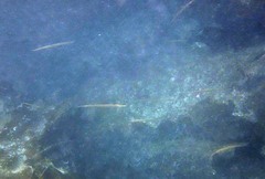 Aulorhynchus flavidus