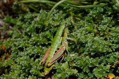 Epipodisma pedemontana