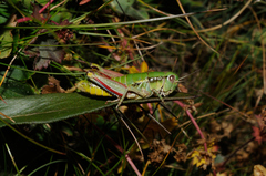 Epipodisma pedemontana