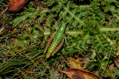 Epipodisma pedemontana