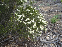 Microcybe multiflora baccharoides