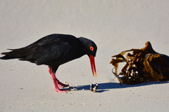 African Oystercatcher photo 5