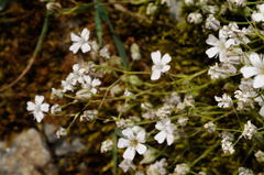 Silene saxifraga