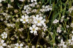 Silene saxifraga