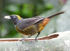 Mitrospingus cassinii