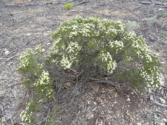 Microcybe multiflora baccharoides