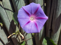 Ipomoea