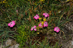 Dianthus pavonius