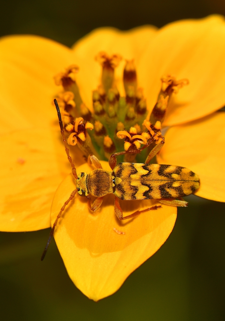 Ochraethes pollinosus