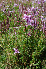 Chamaenerion fleischeri