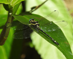 Eusynthemis aurolineata