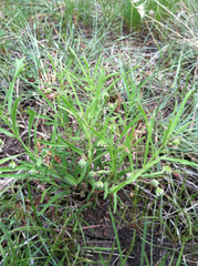 Pombalia verticillata