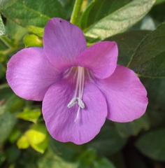 Barleria obtusa x repens