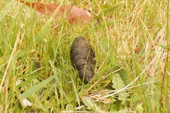 Phascolarctos cinereus