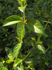 Barleria obtusa x repens