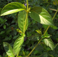 Barleria obtusa x repens