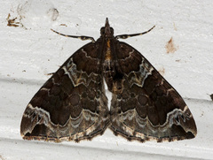 Eulithis xylina