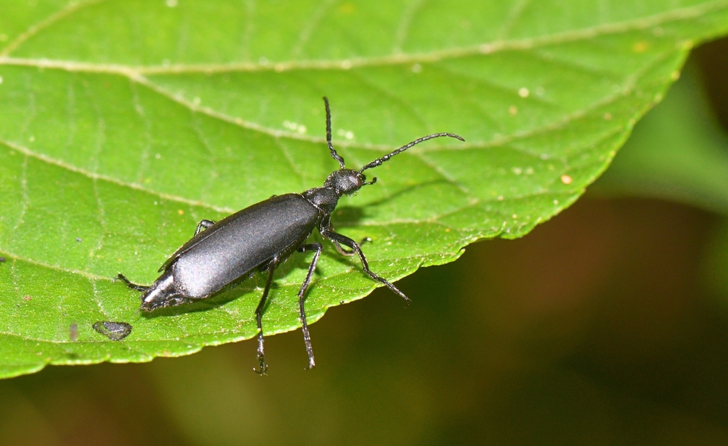 Epicauta leoni