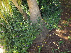 Barleria obtusa x repens