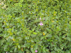 Barleria obtusa x repens