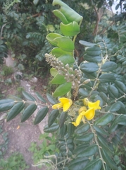 Sophora tomentosa