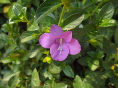 Barleria obtusa x repens