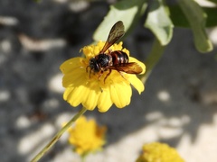 Dianthidium floridiense
