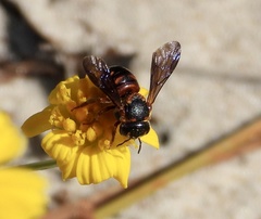 Dianthidium floridiense