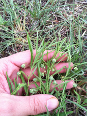 Pombalia verticillata