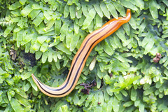 Australopacifica leichhardtiana