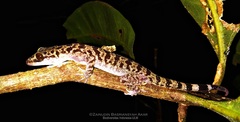 Cyrtodactylus