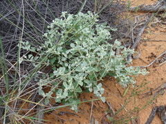 Chenopodium curvispicatum