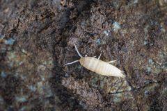 Nicoletiidae
