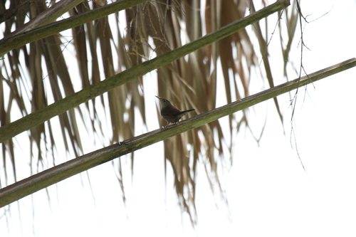 Troglodytes aedon image