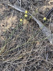 Tricoryne