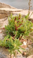 Rumex maritimus