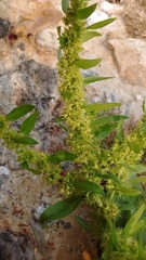 Rumex maritimus