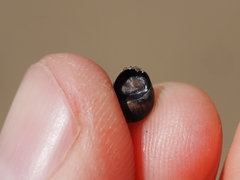 Melarhaphe neritoides