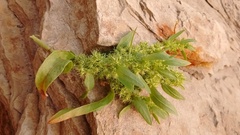 Rumex maritimus