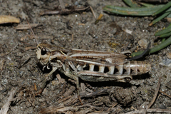 Gomphocerus sibiricus