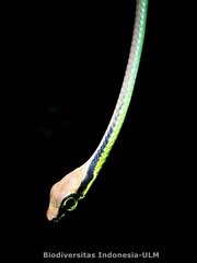 Dendrelaphis formosus