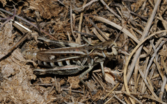 Gomphocerus sibiricus