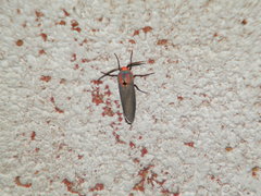 Pygarctia neomexicana