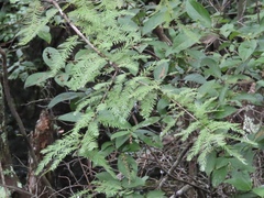 Taxodiomyia cupressi