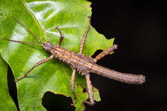 Canachus alligator