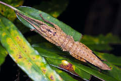 Canachus alligator