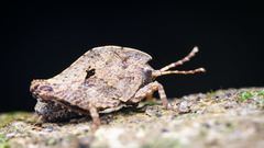 Hyperyboella orphania